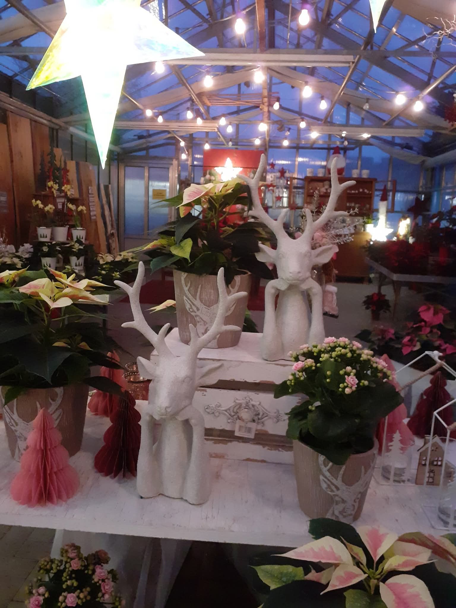 Weihnachten in der Gärtnerei Kamps